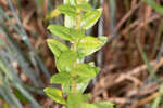 Pine barren goldenrod